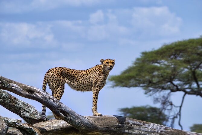 12 days Luxury Tanzania Honeymoon Safari and Zanzibar - Day 3: Lake Manyara’s birds, forest, and tree-climbing lions