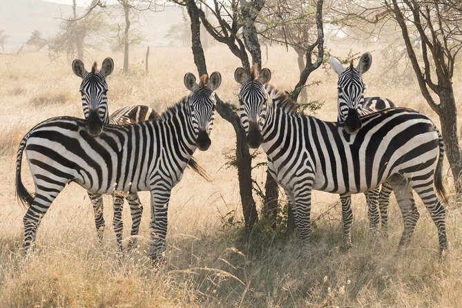 12 days Luxury Tanzania Honeymoon Safari and Zanzibar - Day 4: Across Ngorongoro highlands into the Serengeti