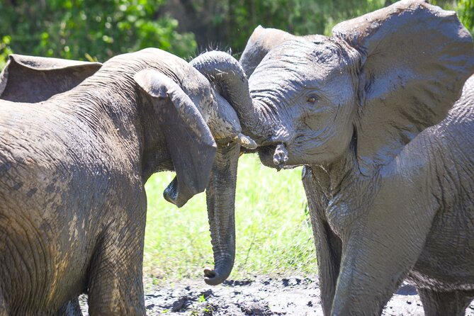 4 days Authentic honeymoon safari Serengeti and ngongoro crater - What the private vehicle changes