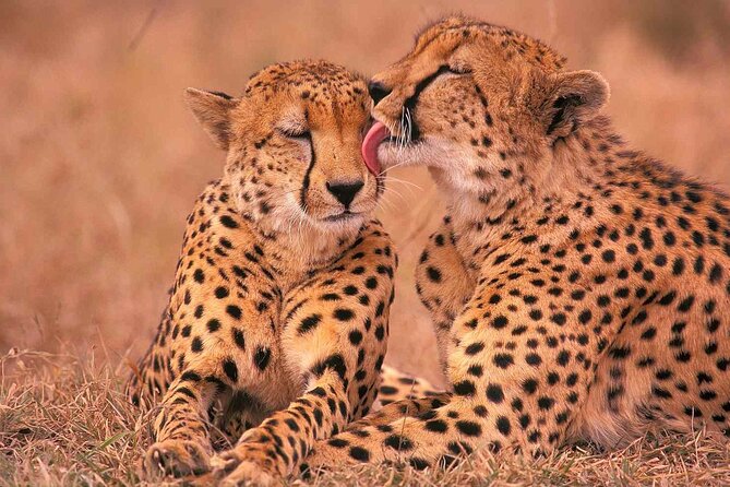 6-Day Honeymoon Safari Tour Package in Tanzania - What the $1,995 price covers