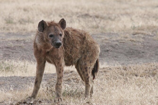 9-Day Ultimate Tanzania Honeymoon Safari Luxury Package - Day 1 in Arusha: a soft landing below Mount Meru