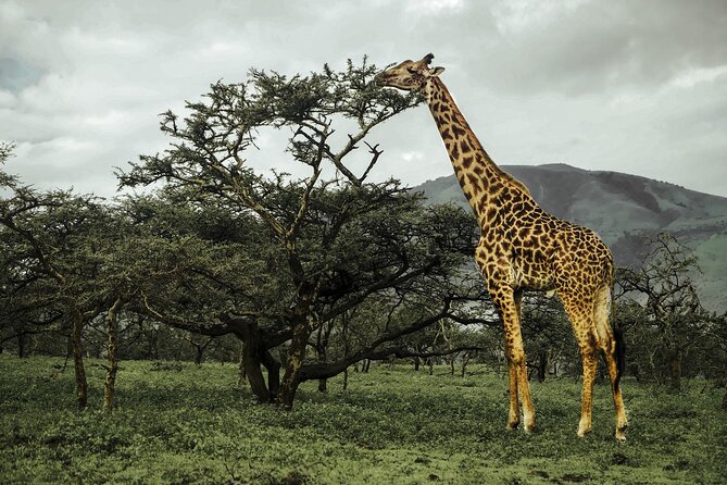 9-Day Ultimate Tanzania Honeymoon Safari Luxury Package - Days 6 to 8 in the Serengeti: the main wildlife chapter