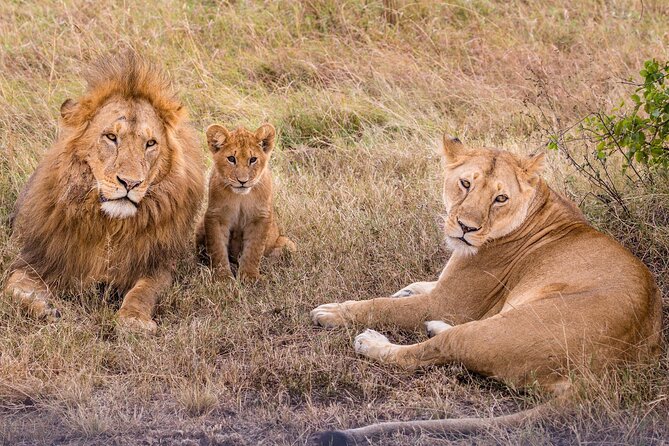 9-Day Ultimate Tanzania Honeymoon Safari Luxury Package - Days 2 and 3 at Lake Manyara: birds, elephants, and after-dark viewing