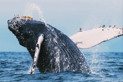 All in one Sri lanka 7nights 8 days for couple price