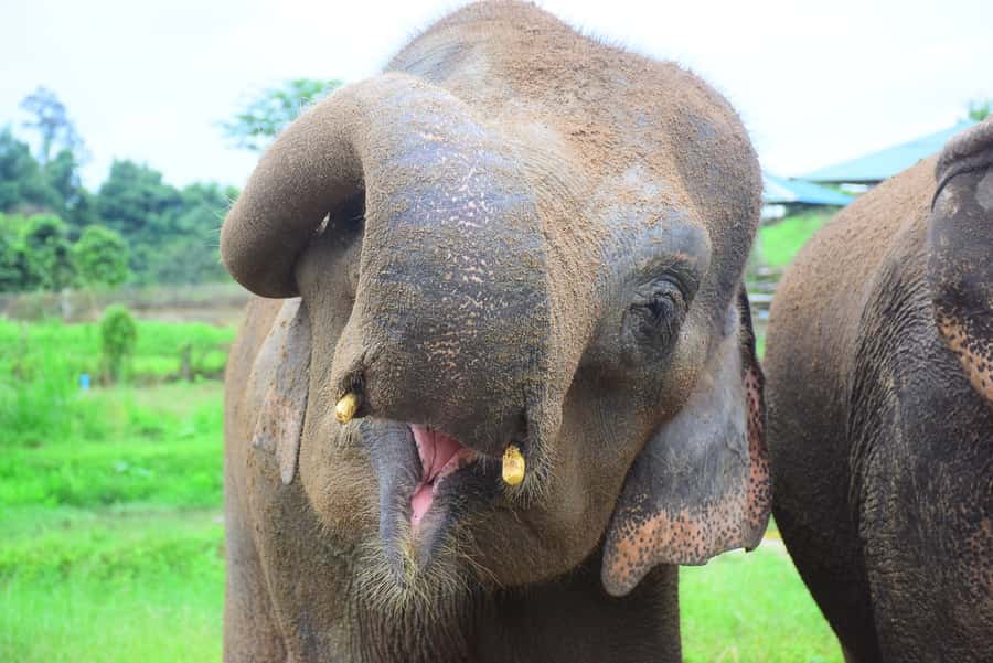 Chiang Mai: Private Elephant Care Experience for Couples - A photographer who lets you stay present