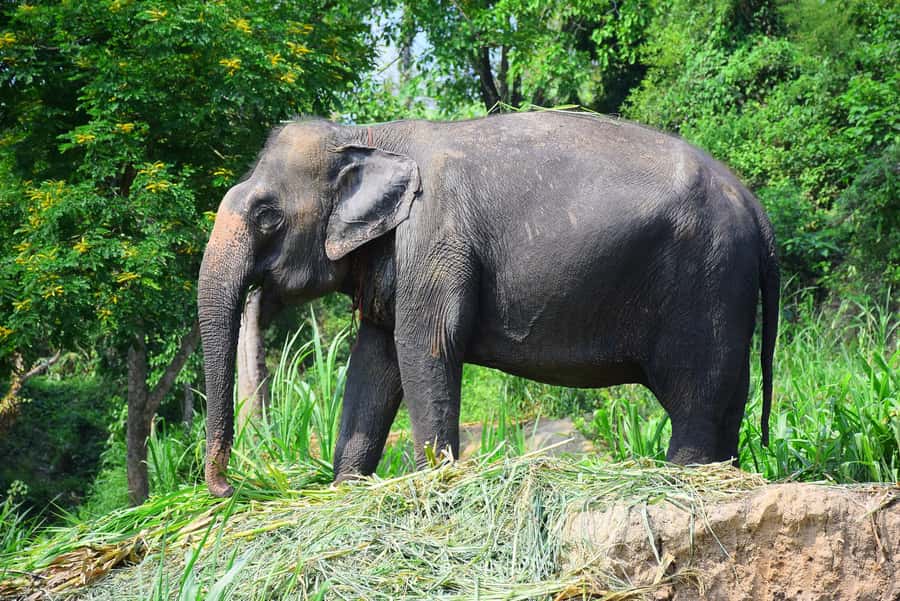 Chiang Mai: Private Elephant Care Experience for Couples - What makes the $385 price reasonable