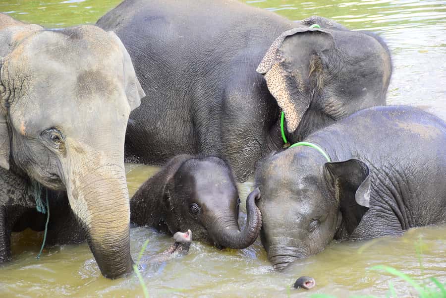 Chiang Mai: Private Elephant Care Experience for Couples - Timing, comfort, and who should book