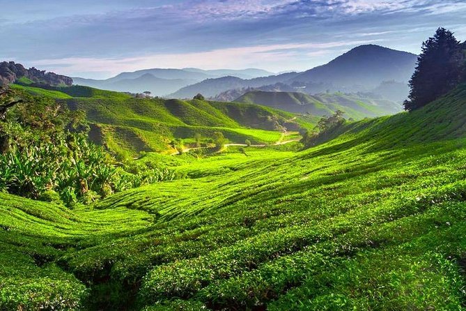 Kerala Honeymoon Special Package with Private Houseboat - Day one: waterfalls and Munnar tea country