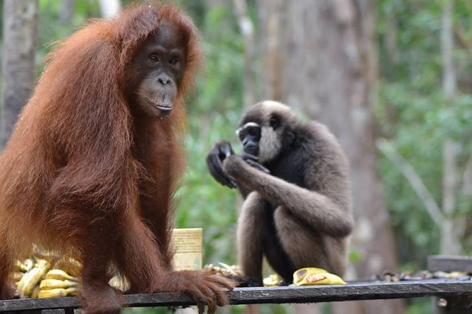 Orangutan Tanjung Puting Honeymoon CoupleTour - Why the klotok is the heart of the trip