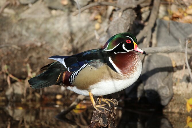 Private Nature Tour for Couples - Choosing between a gentle walk and a longer hike