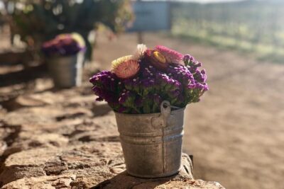 Valle de Guadalupe Couples Wine Tour
