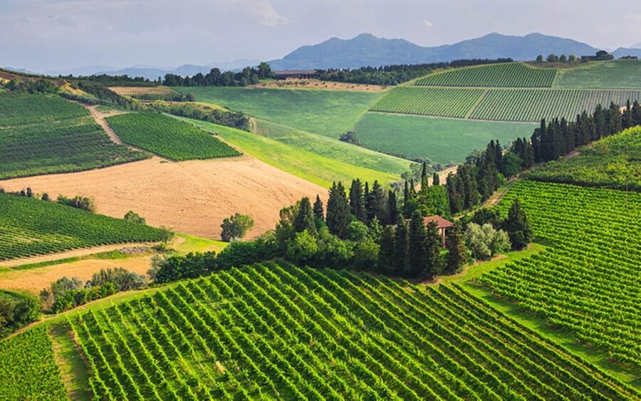 YOUR HONEYMOON IN TUSCANY: Private Chianti Wine Tasting Tour - San Gimignano and the climb to Torre Grossa